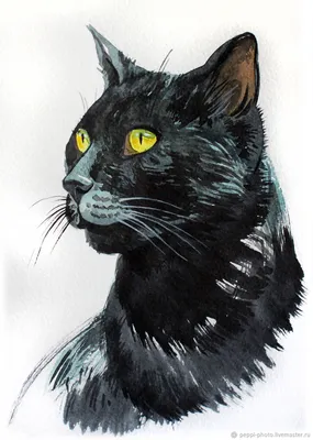 Чёрная кошка | Пикабу