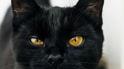 Черная кошка\" облако из 10 воздушных шаров купить по цене 2140.00 руб. в  Екатеринбурге | Интернет-магазин Академия чудес