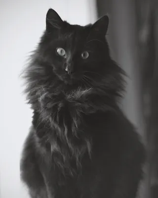 russian по низкой цене! russian с фотографиями, картинки на черная кошка  искусства photo.alibaba.com