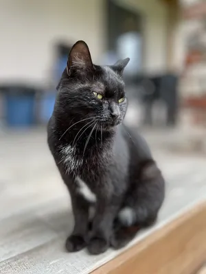 Черная кошка клипарт-картинка. Бесплатная загрузка. | Creazilla