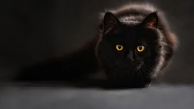 Купить картину Чёрная кошка в Москве от художника Богачёв Руслан
