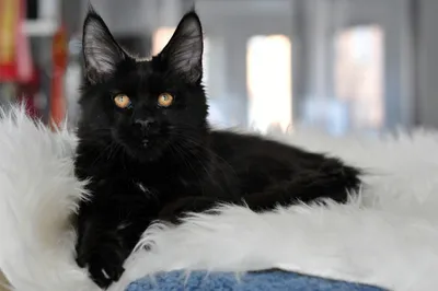 Найдена черная кошка с белыми пятнами. Центральная, Шалово. | Pet911.ru