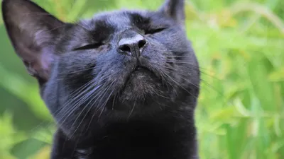 Питер Сис - Черная кошка: Описание произведения | Артхив