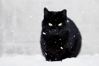 Смешная чёрная кошка | Черная кошка, Кошки, Смешные кошки
