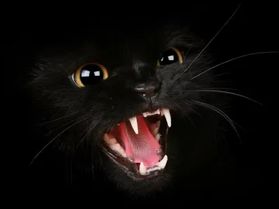 Черная кошка в доме - Сaramelcat