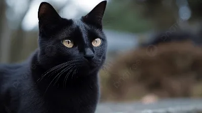 Отзыв о Порода кошек \"Бомбейская кошка\" | Примета-черная кошка пришла в  дом, значит к любви и большому счастью.