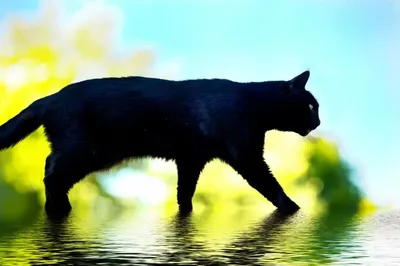 Черная кошка Кружка, 310мл, керамика, 4 цвета купить с выгодой в Галамарт