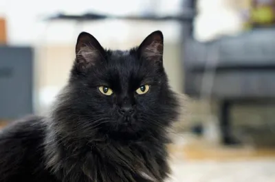 В США черная кошка стала мэром городка Хэлл - Газета.Ru | Новости