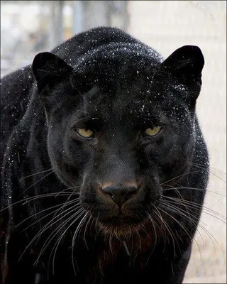 FOTOGRADUS: Чёрная пантера (17 фото) black panther | Черная пантера, Пантера,  Кошки и котята