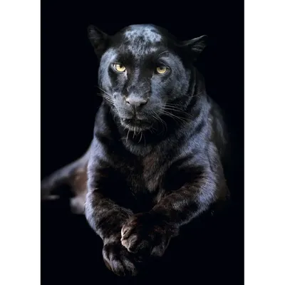 Постер Черная пантера 50x70 см по цене 72 ₽/шт. купить в Хабаровске в  интернет-магазине Леруа Мерлен