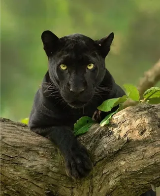Черная пантера не является отдельным видом. В общем-то, официально и  животного с таким названием нет)) Так привыкли называть лишь отдельных… |  Instagram