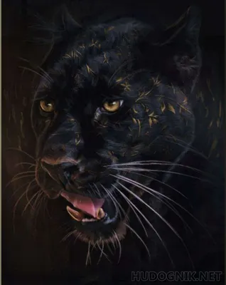 Черный Леопард — стоковые фотографии и другие картинки Чёрная пантера - Чёрная  пантера, Ягуар - кошка, Изолированный предмет - iStock
