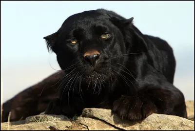 Черная пантера в джунглях высокое …» — создано в Шедевруме