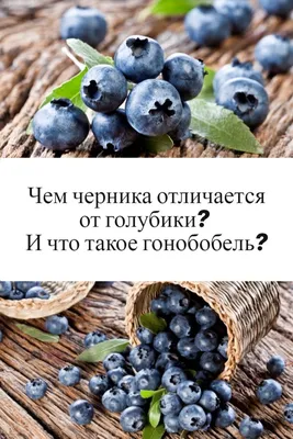 Удобрение для черники и голубики 1,2кг, 13-5-5, Agrecol купить недорого в  Киеве, Виннице Украине - Harvest-center