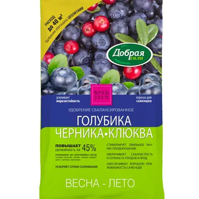 Черника садовая высокорослая. Саженцы голубики: выбор и покупка, посадка и  уход.