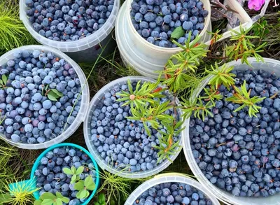 Ягода Лесная Голубика - «Самая дорогая ягода у нас на рынке. Что же в ней  такого ценного? Всё о голубике и как не спутать её с черникой. » | отзывы
