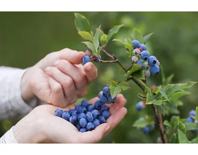 В Украине начался сезон черники и голубики: сколько стоят полезные ягоды