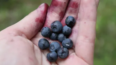 ⚫ Купить чернику в Санкт-Петербурге: ягоды по цене за 1 кг от 460 руб за  свежие плоды — Дикоед