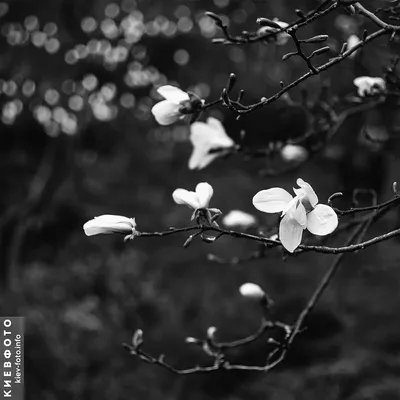 Крутые черно белые картинки - 76 фото