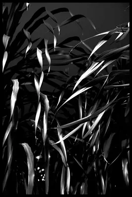 Черно белые сложные рисунки - 43 фото