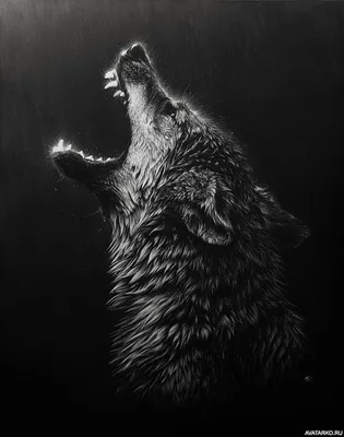 Чёрно-белая картинка с поднявшим голову волком с открытой клыкастой пастью  — Фотографии на аву | Граттаж, Дизайн татуировки волка, Картины