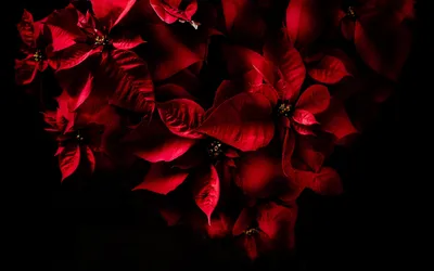 Темно красные цветы (56 фото) - 56 фото