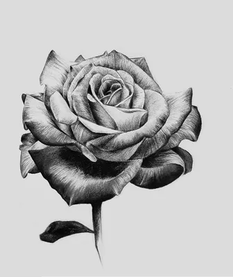 Срисовать черно-белые картинки розы