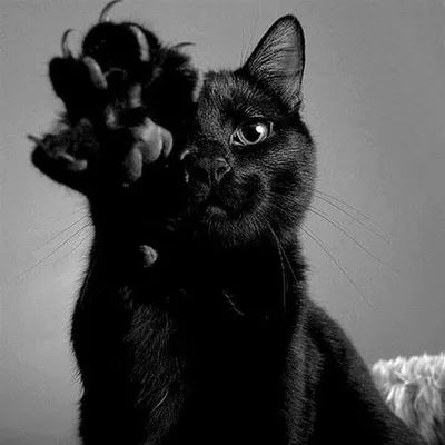Картинки черной кошки на аву (100 фото) • Прикольные картинки KLike.net