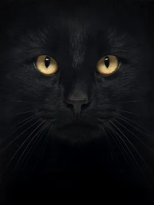Обои на рабочий стол Черный кот стоит на траве ночью, обои для рабочего  стола, скачать обои, обои бесплатно