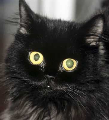 Добрый черный кот | Пикабу