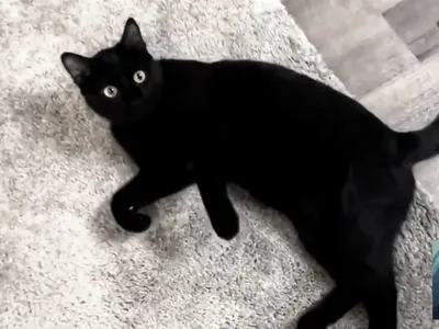 Чёрный кот с зелёными глазами, …» — создано в Шедевруме