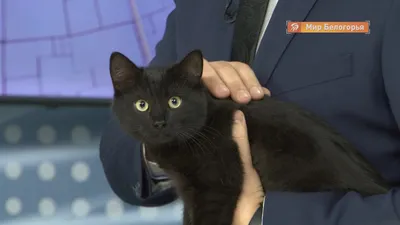 Чёрный кот с бокалом - постер - купить в интернет-магазине