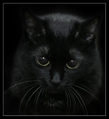 Скачать Чёрный кот обои APK для Android
