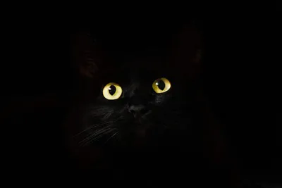 Картинка коты черный кот с рыбкой Животные Рисованные 1366x768