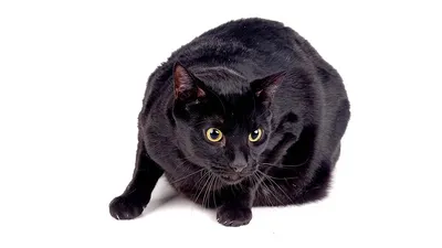 19 черных котиков, над красотой которых природа хитроумно поколдовала / AdMe