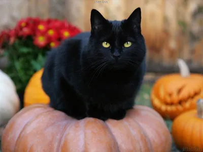 Жил да был черный кот за углом… | ВКонтакте
