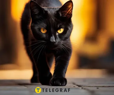 Забрать черного кота бесплатно предлагает «Фауна города» - Минская правда