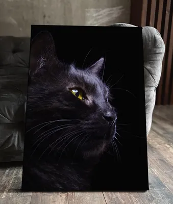 8 признаков того, что ваш чёрный кот вас любит | Все о чёрных котиках | Дзен