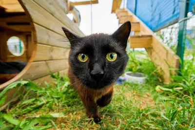Шар с гелием Черный кот цена, фото, описание | Idea.kh.ua