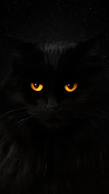 Черный Кот Когтеточка Смотрит - Бесплатное фото на Pixabay - Pixabay