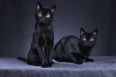 Вышивка Алиса 1-37, Черный кот, 11х12 см купить в ШвейСклад