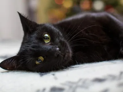 Пропал чёрный кот Граф на пр. Строителей 5 (Актобе) | Pet911.ru