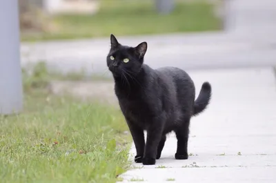 ГИБДД Красноярска ищет хозяев черного кота