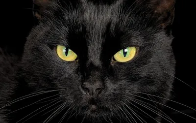 Черная кошка: плохие и хорошие приметы | БЕЛНОВОСТИ | Дзен