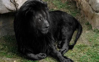 Фотка Черного Льва в момент охоты на саванне | Черный Лев Фото №504044  скачать
