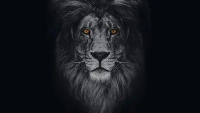 Фотка Черного Льва для вашего дизайна | Черный Лев Фото №504035 скачать