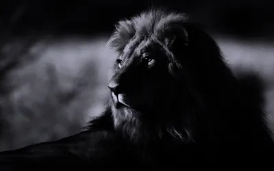 Фотография Черного Льва: величие и власть животного | Черный Лев Фото  №504039 скачать