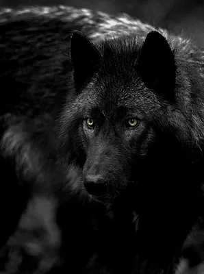 Черный волк картинки - 82 фото