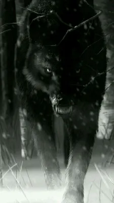 Идеи на тему «Волки/Wolves» (56) | черные волки, оборотни, оборотень