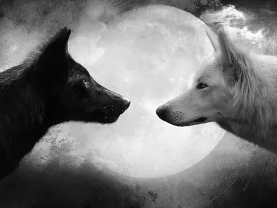Скачать обои черный, белый, волк, чёрное и белое, black разрешение  2560x1920 #78288